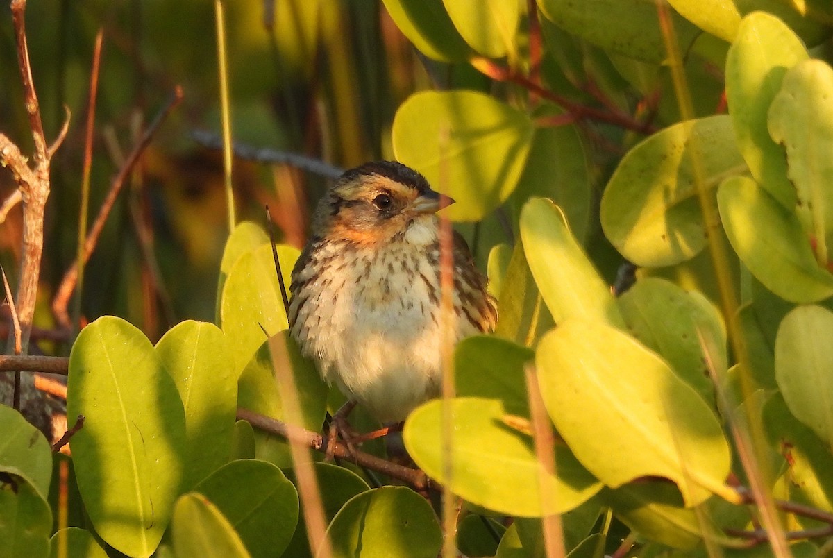 Saltmarsh Sparrow - ML646351711