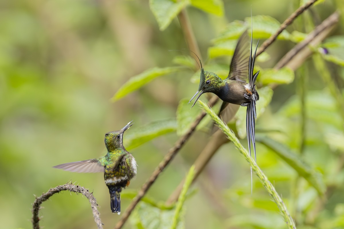 Wire-crested Thorntail - ML646351716