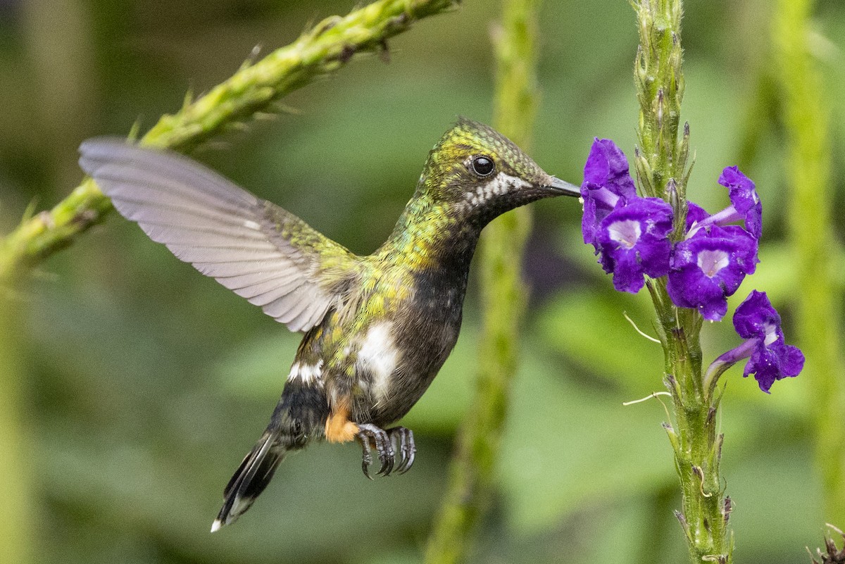 Wire-crested Thorntail - ML646351717