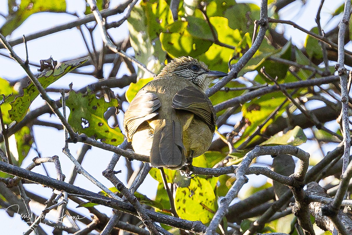 Streak-eared Bulbul - ML646351720