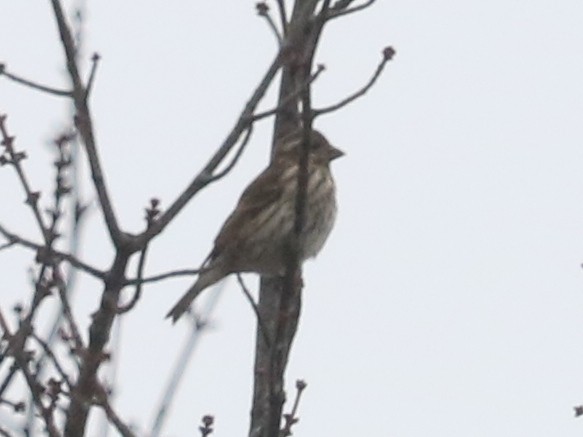 Purple Finch - ML646351722