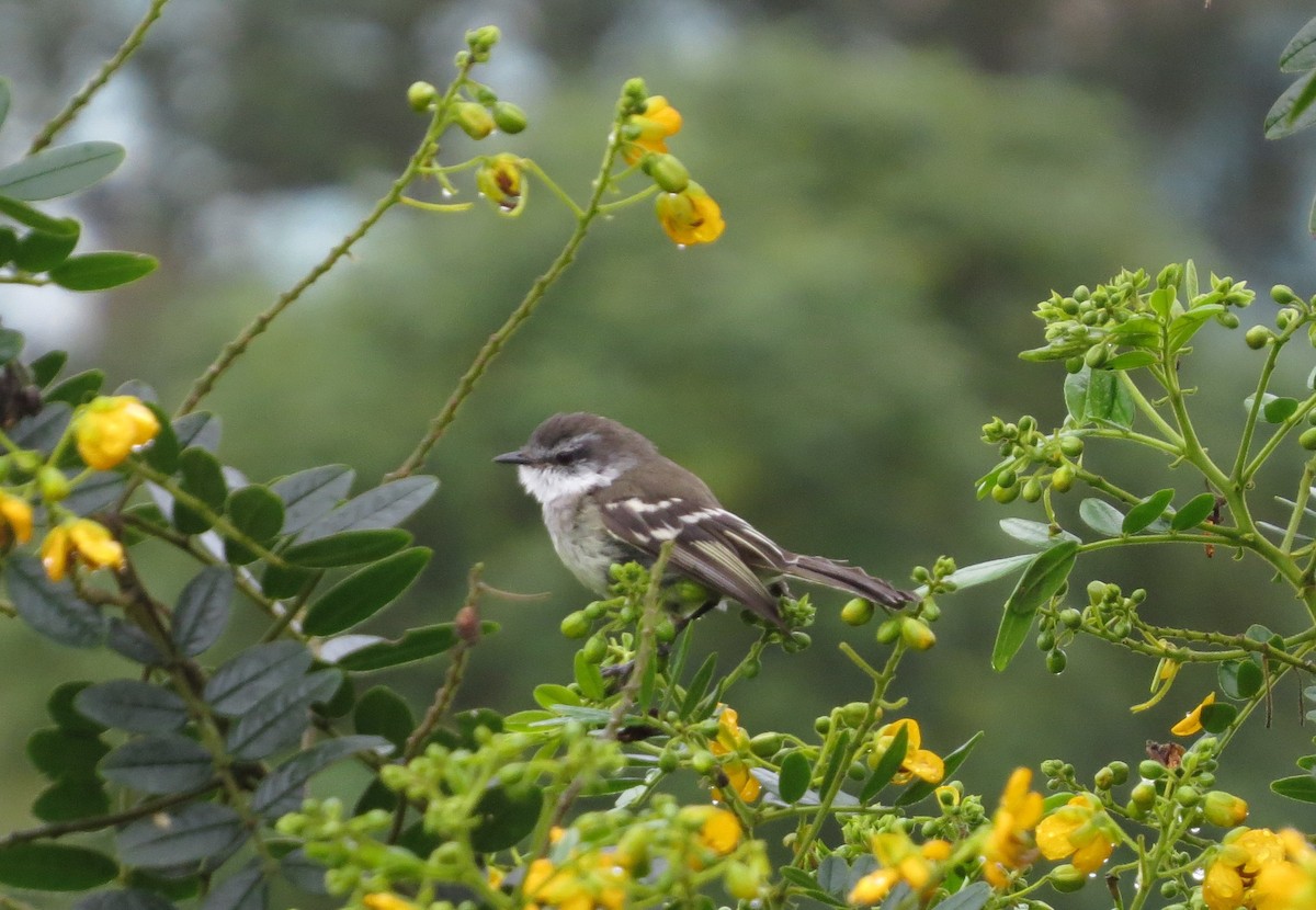 White-throated Tyrannulet - ML646351723