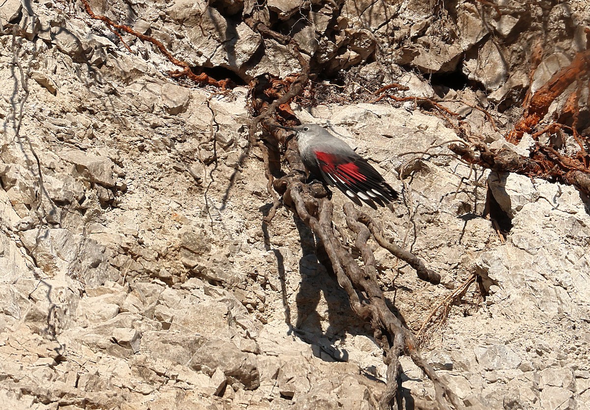 Wallcreeper - ML646351724