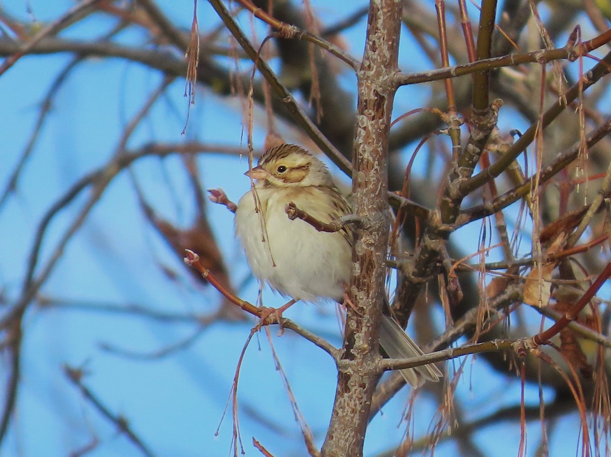Chingolo Pálido - ML646351725