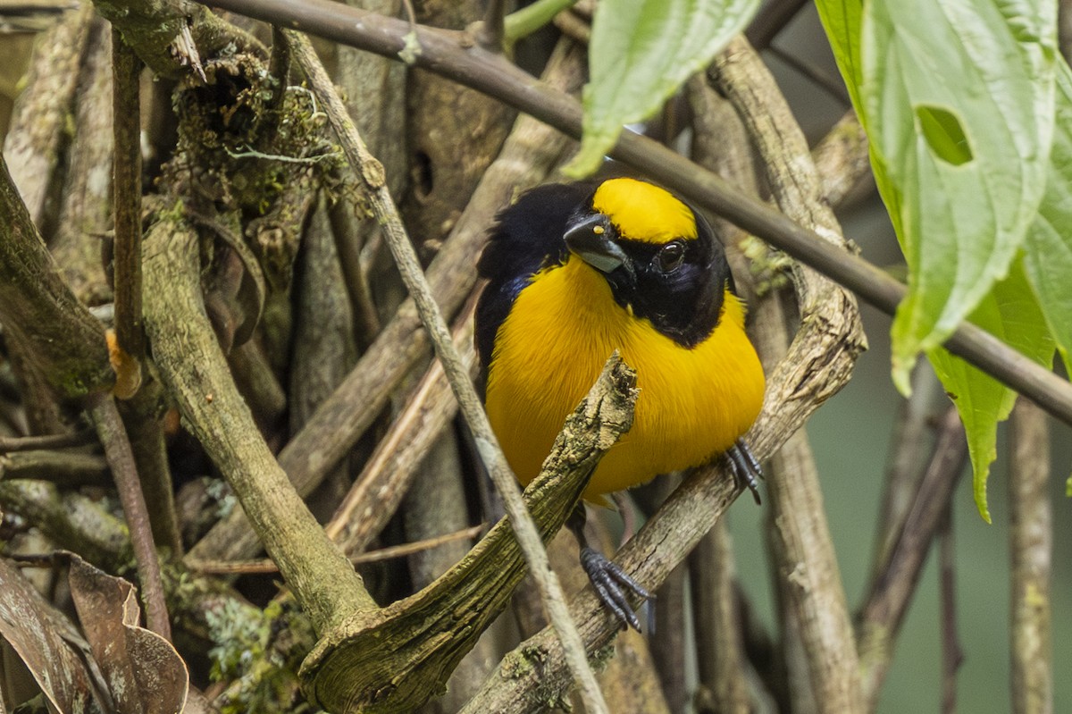 Orange-bellied Euphonia - ML646351727