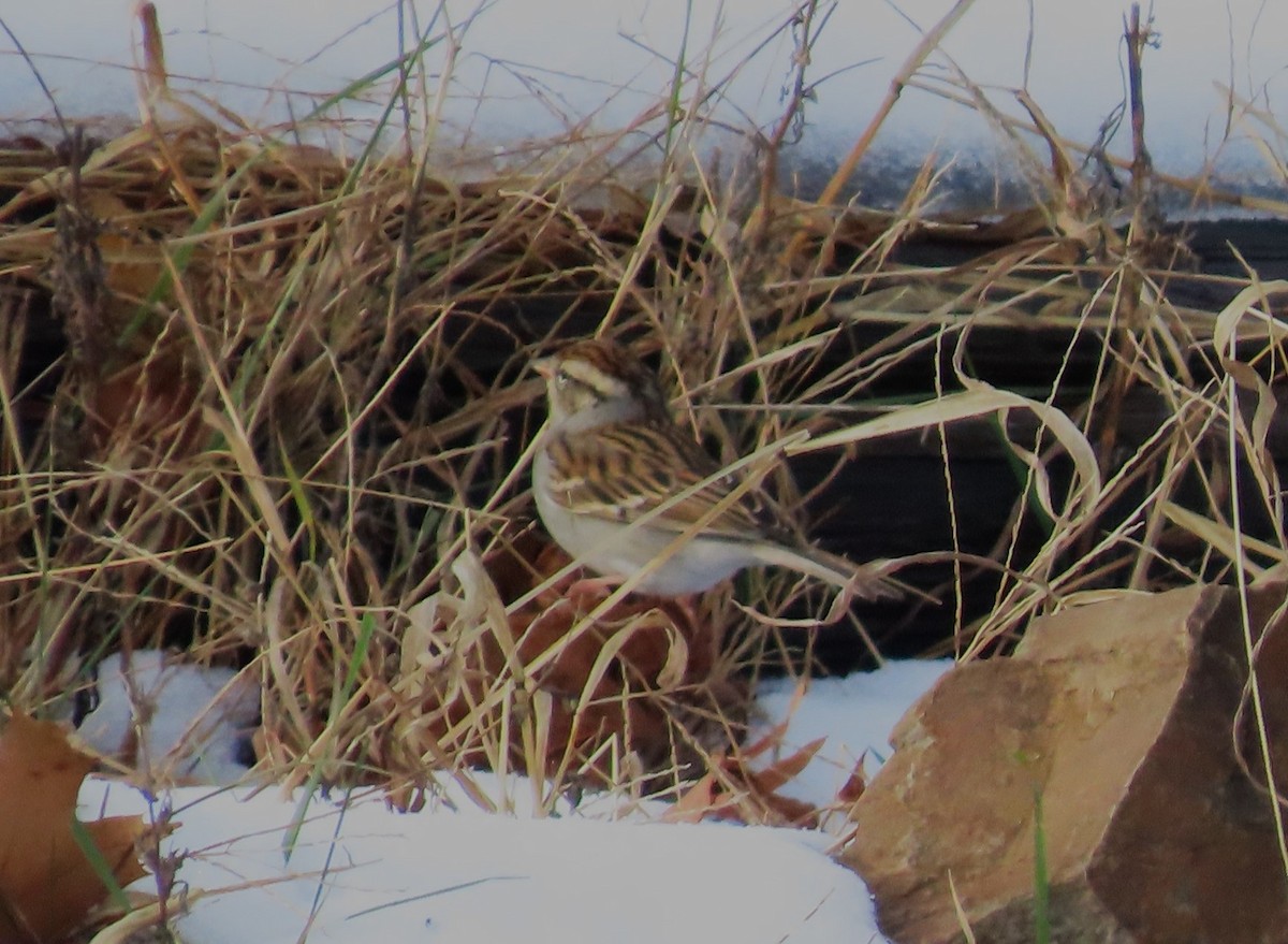 Chingolo Cejiblanco - ML646351729