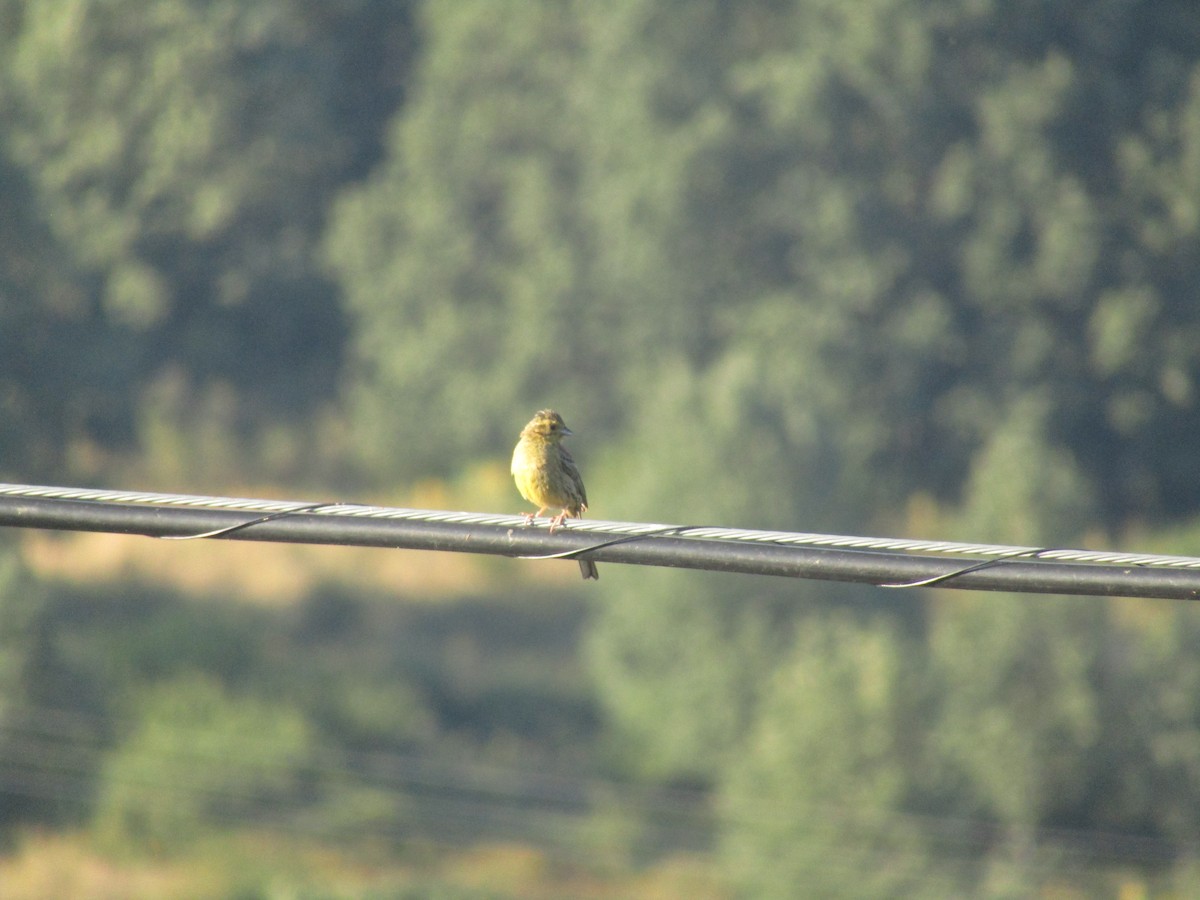 Cirl Bunting - ML646351730