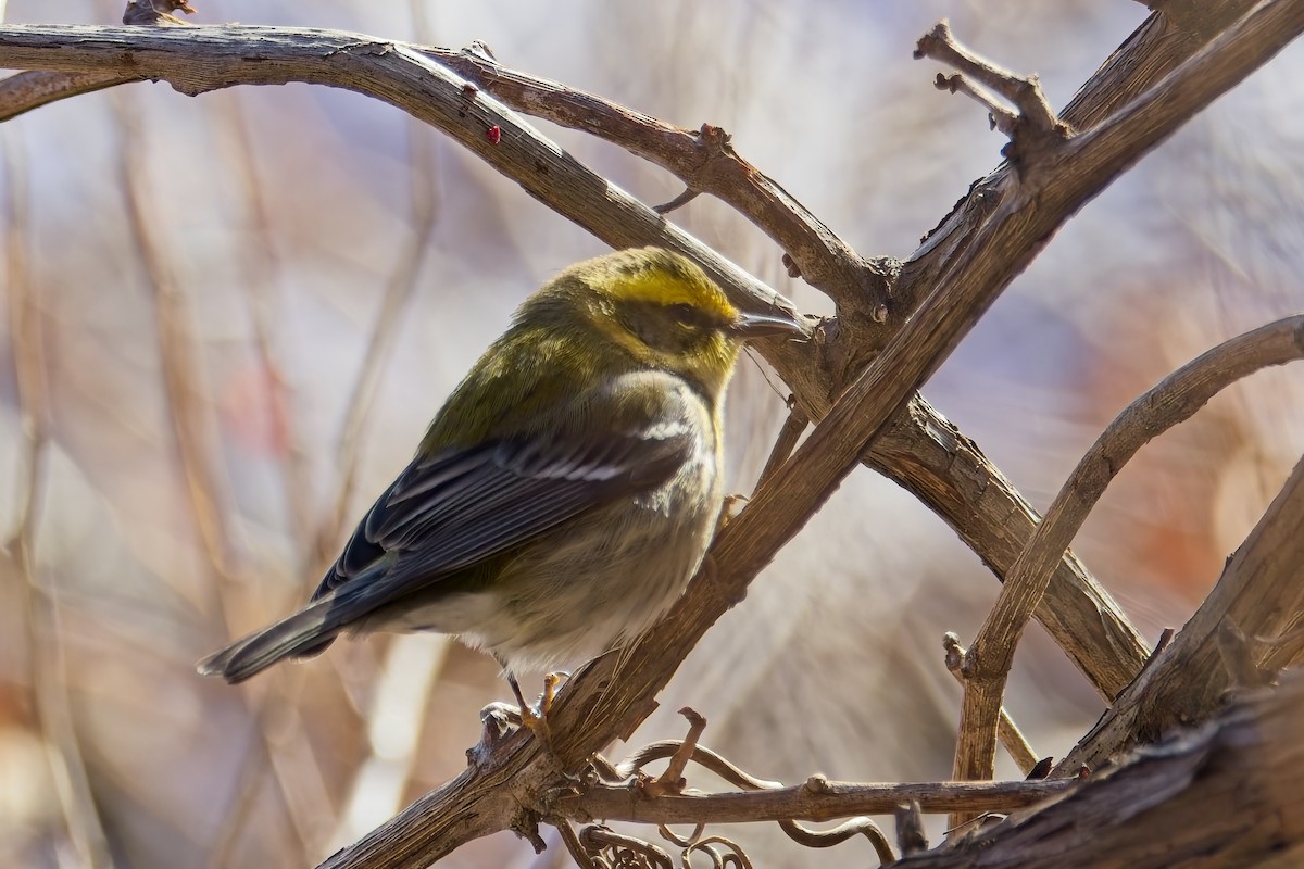 Townsend's Warbler - ML646351732
