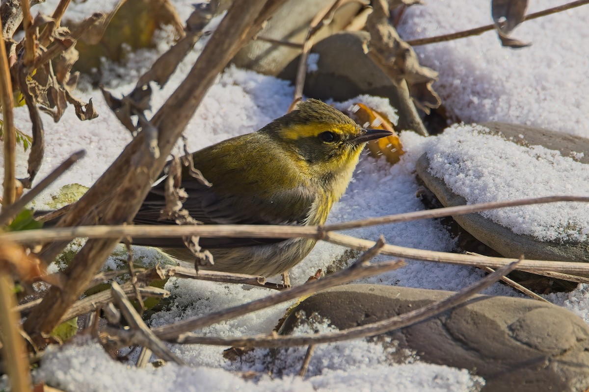 Townsend's Warbler - ML646351733