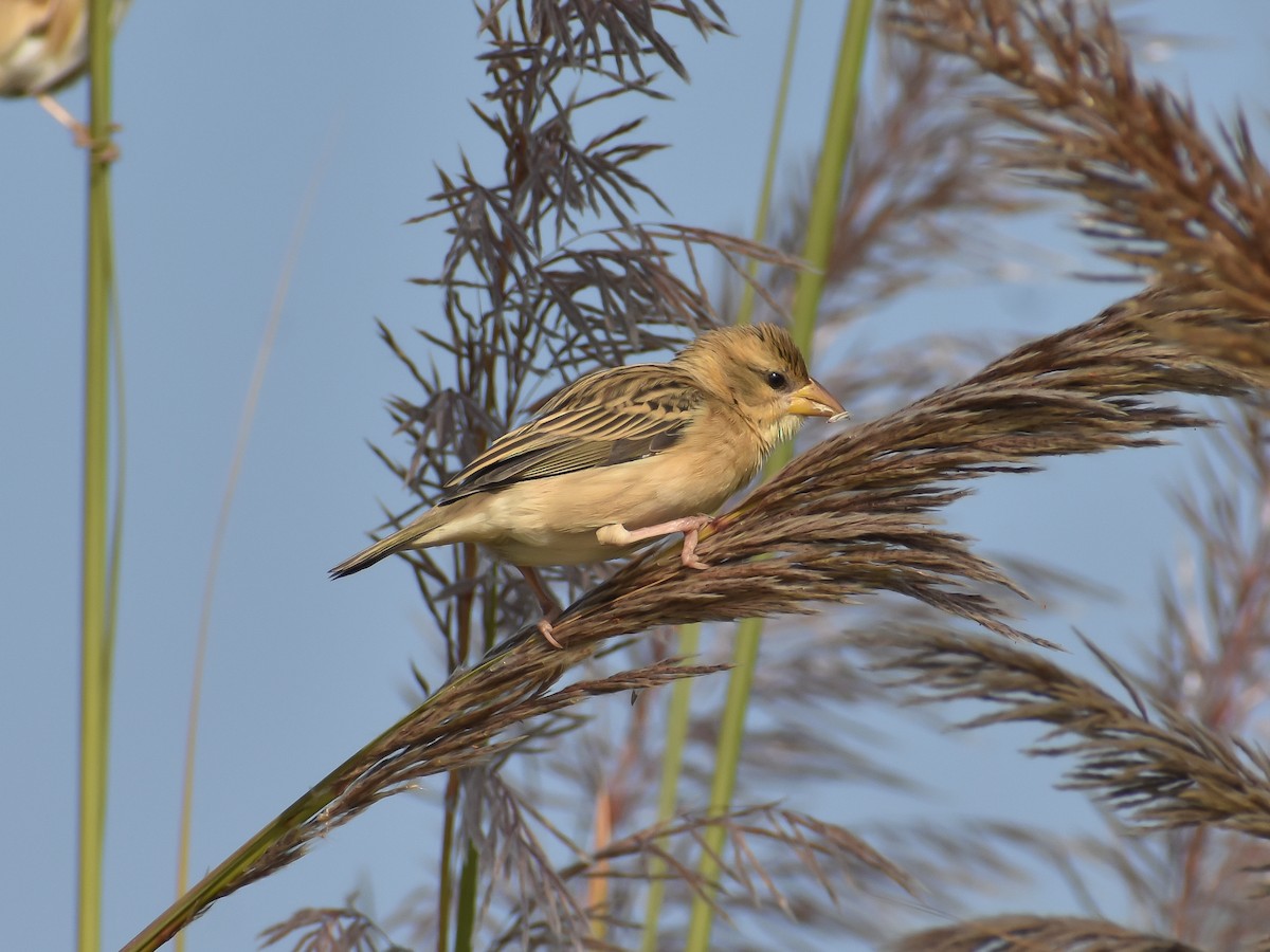 Baya Weaver - ML646351734