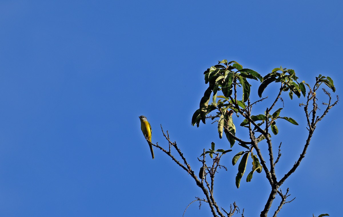 Graukehl-Mennigvogel - ML646351736