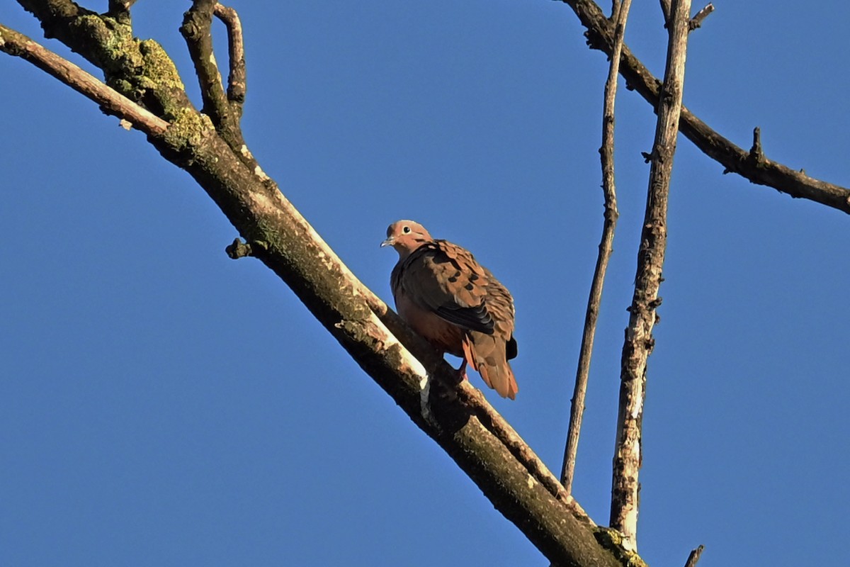 Eared Dove - ML646351739