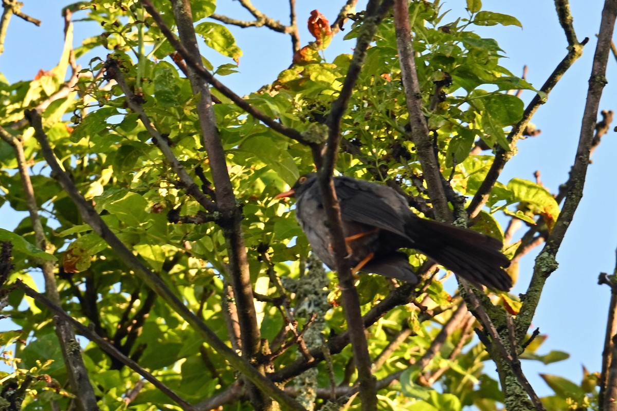 Merle géant - ML646351740