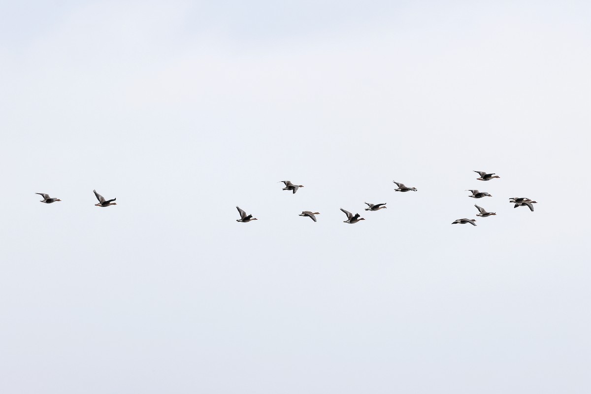 husa běločelá - ML646351742