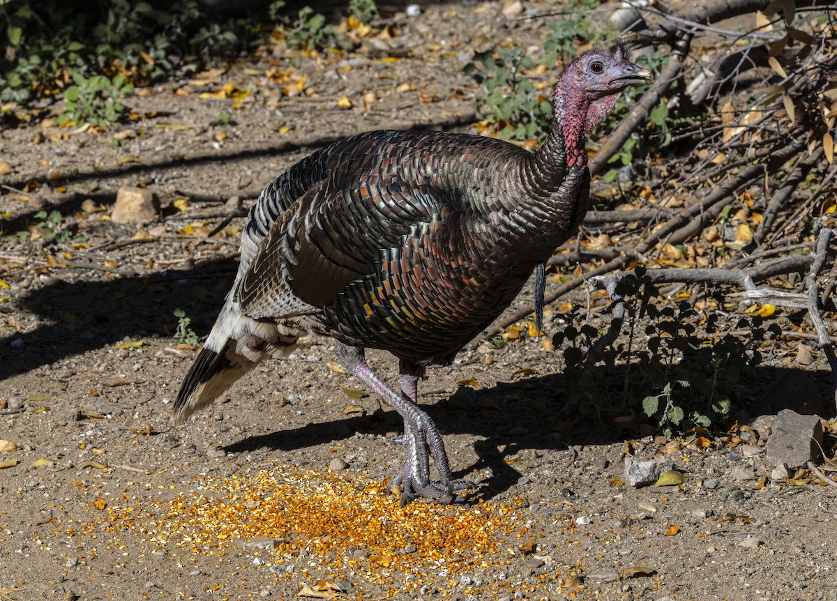 krocan divoký - ML646351743