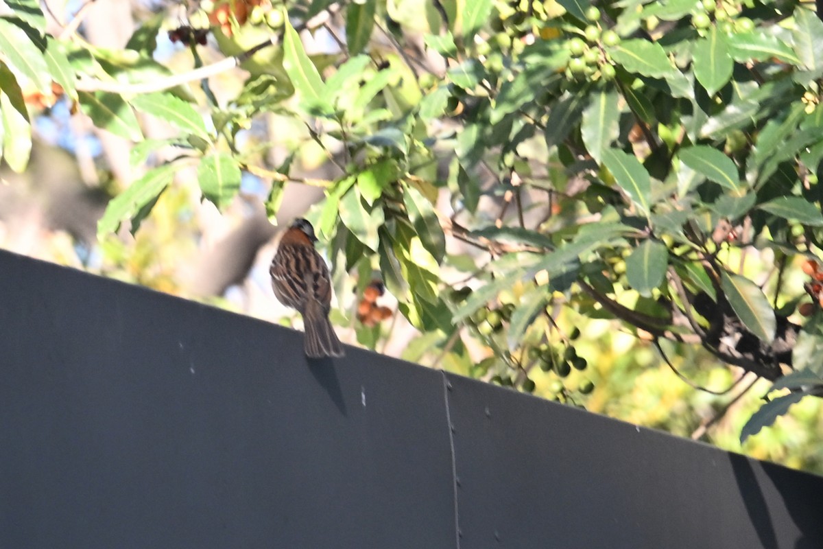 Bruant chingolo - ML646351744