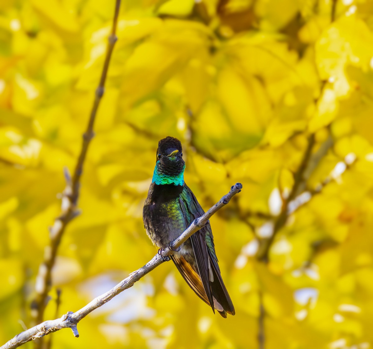 kolibřík skvostný - ML646351747