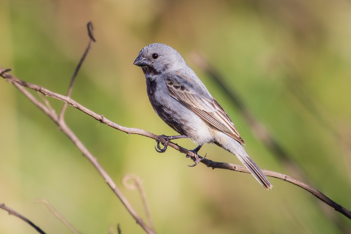 Sporophile à ventre noir - ML646351748