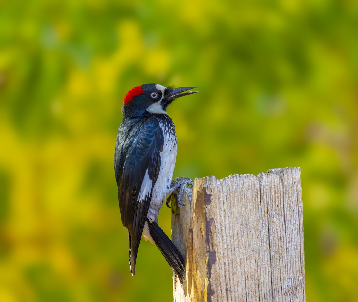 Pic glandivore - ML646351749