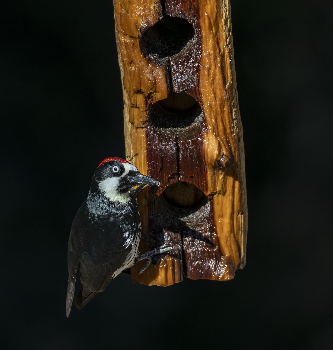 Pic glandivore - ML646351751