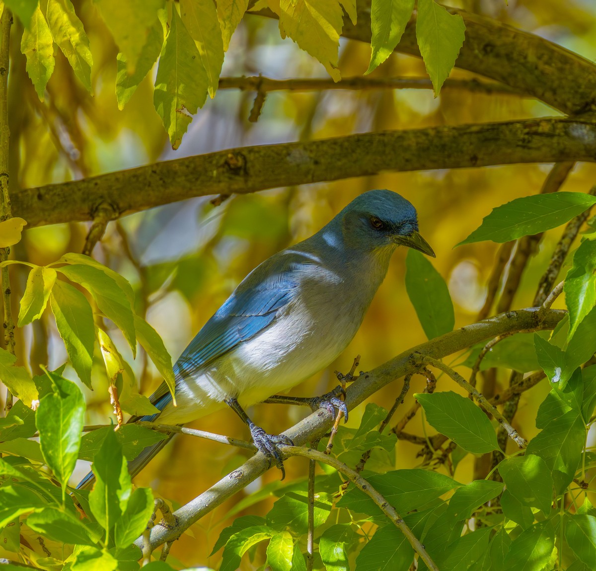 Geai du Mexique (groupe wollweberi) - ML646351752