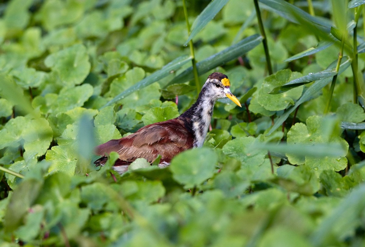 Jacana du Mexique - ML646351753