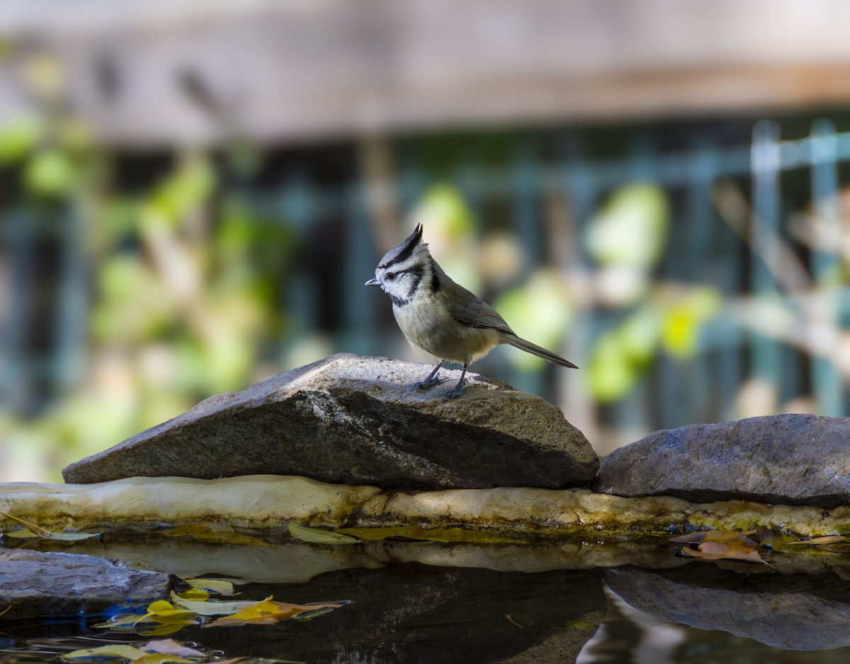 Mésange arlequin - ML646351754