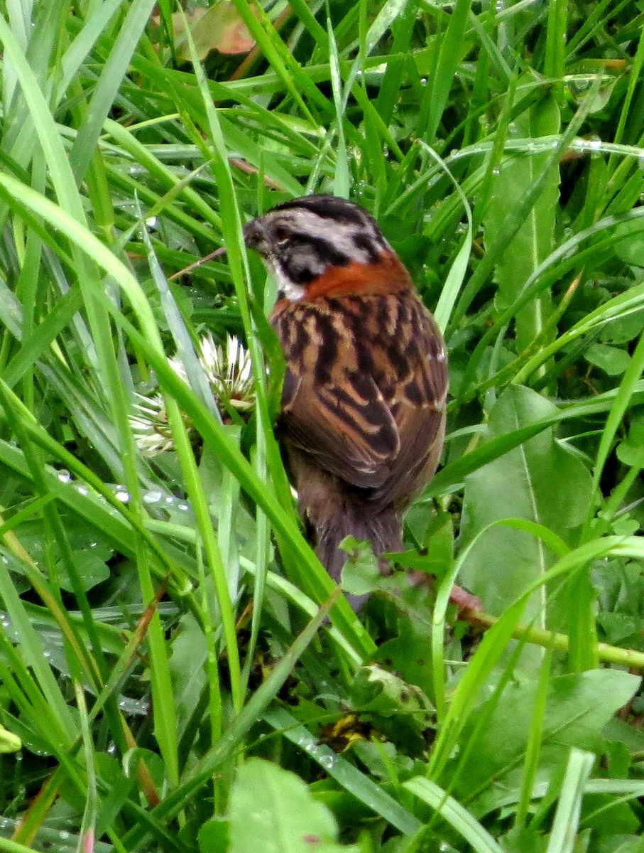 Kızıl Enseli Serçe - ML646351756