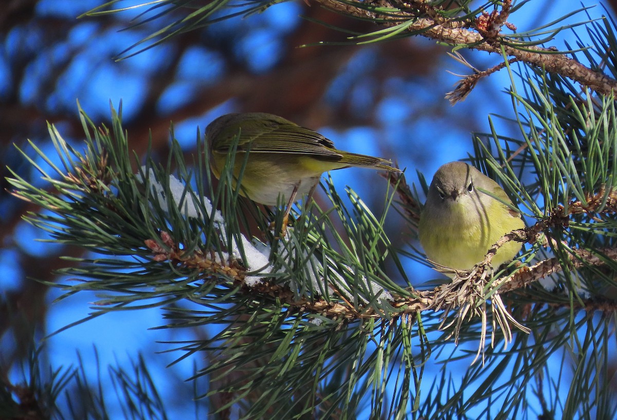 Reinita Coroninaranja - ML646351757