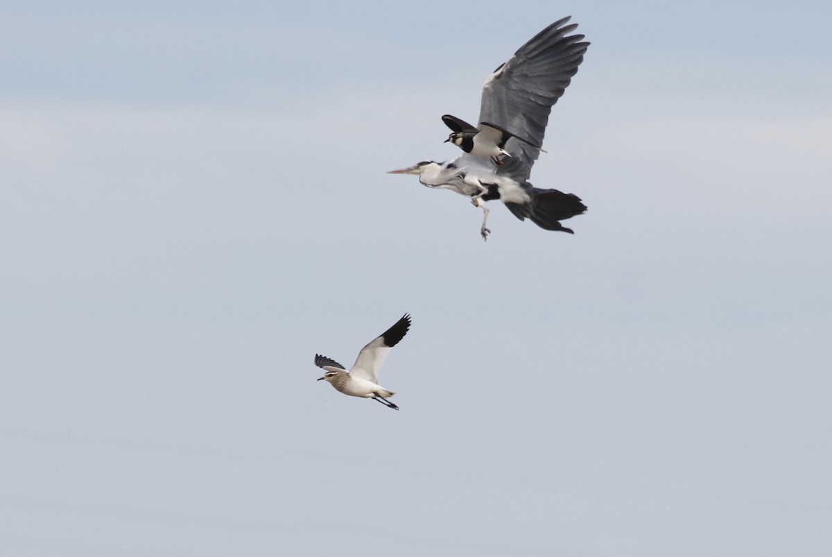 Sürmeli Kızkuşu - ML646351758