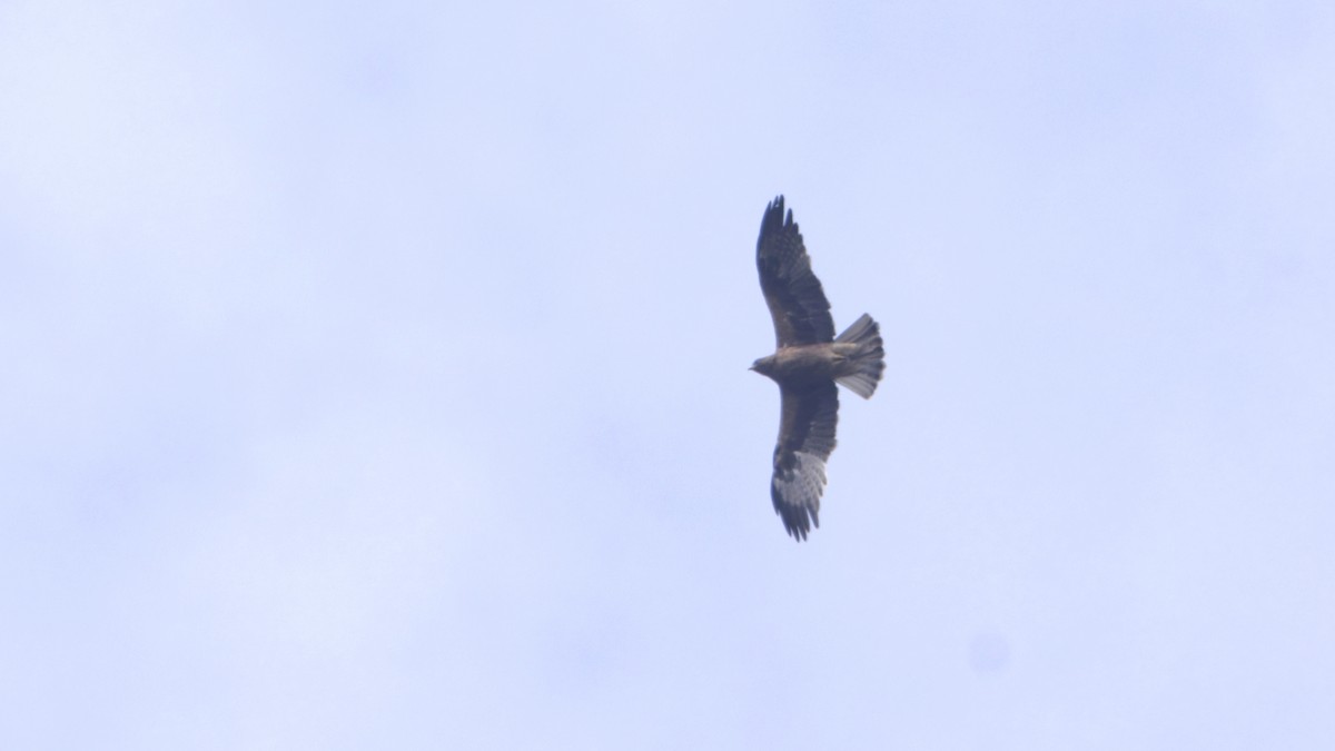 Küçük Kartal - ML646351759