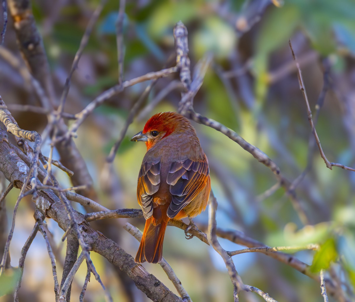 Hepatik Piranga [hepatica grubu] - ML646351764