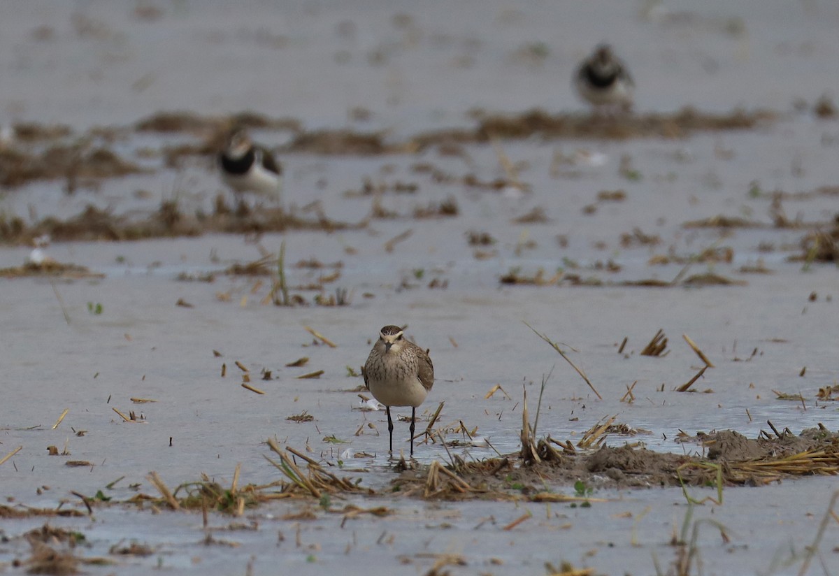 Sürmeli Kızkuşu - ML646351766