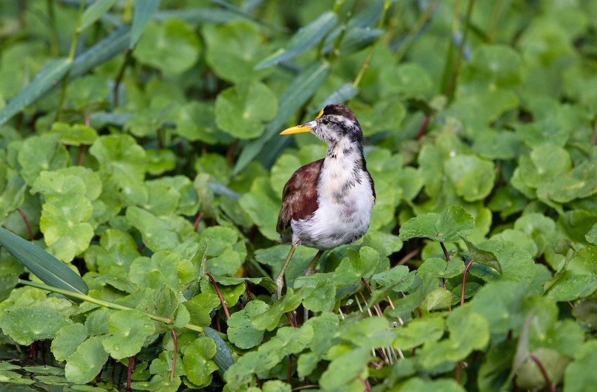 Sarı Alınlı Jakana - ML646351767