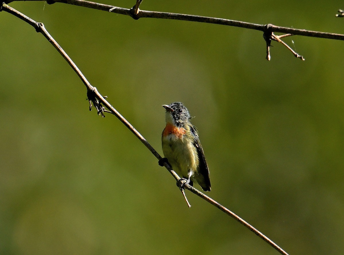 Alev Göğüslü Öksekuşu - ML646351768