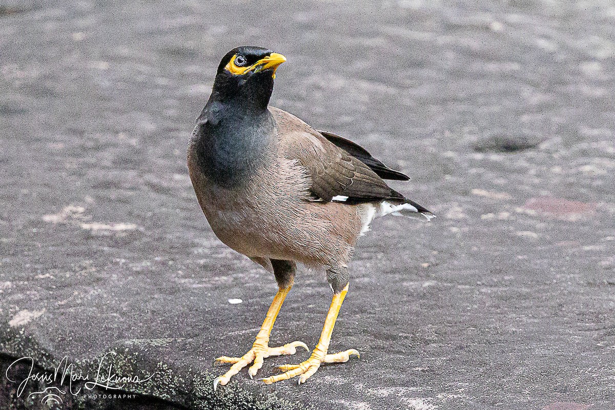 Çiğdeci - ML646351771