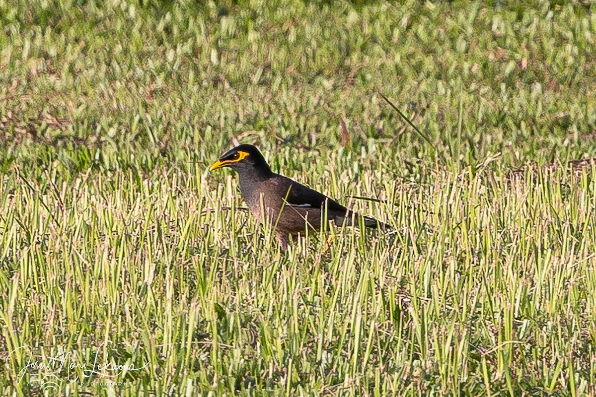 Çiğdeci - ML646351772