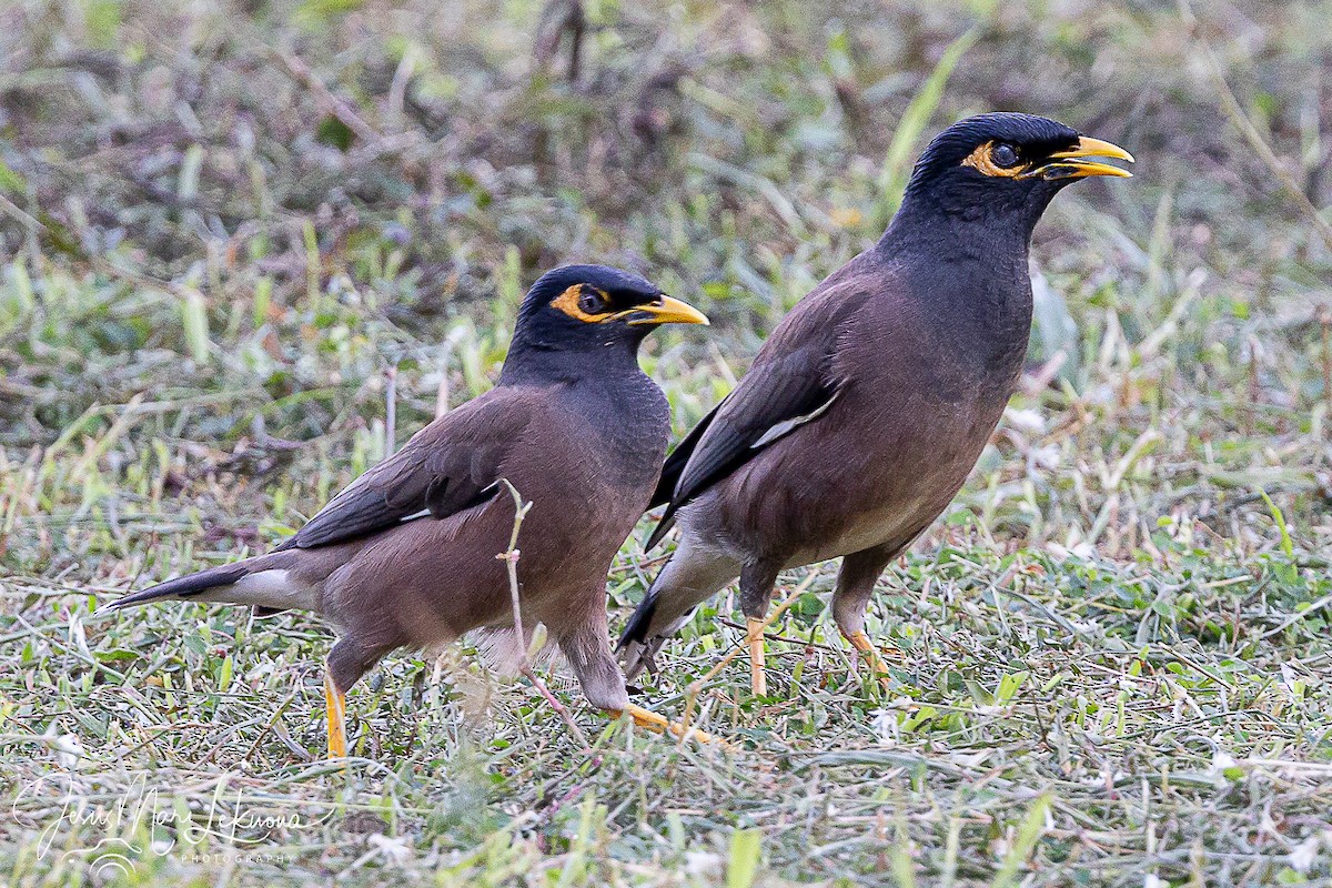 Çiğdeci - ML646351773