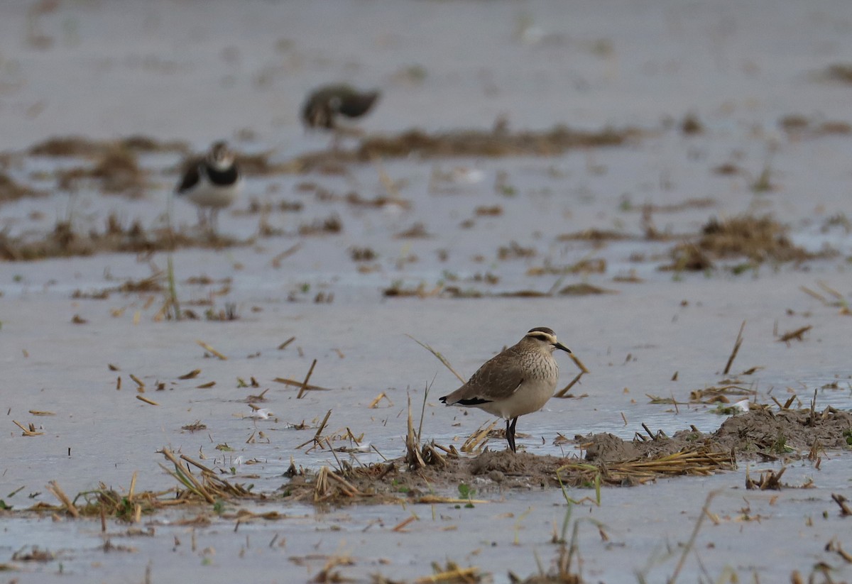 Sürmeli Kızkuşu - ML646351775