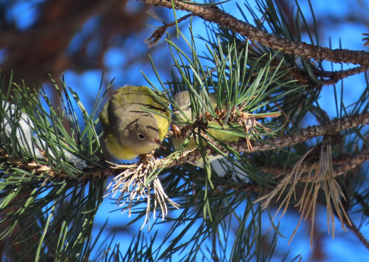 Reinita de Nashville - ML646351776