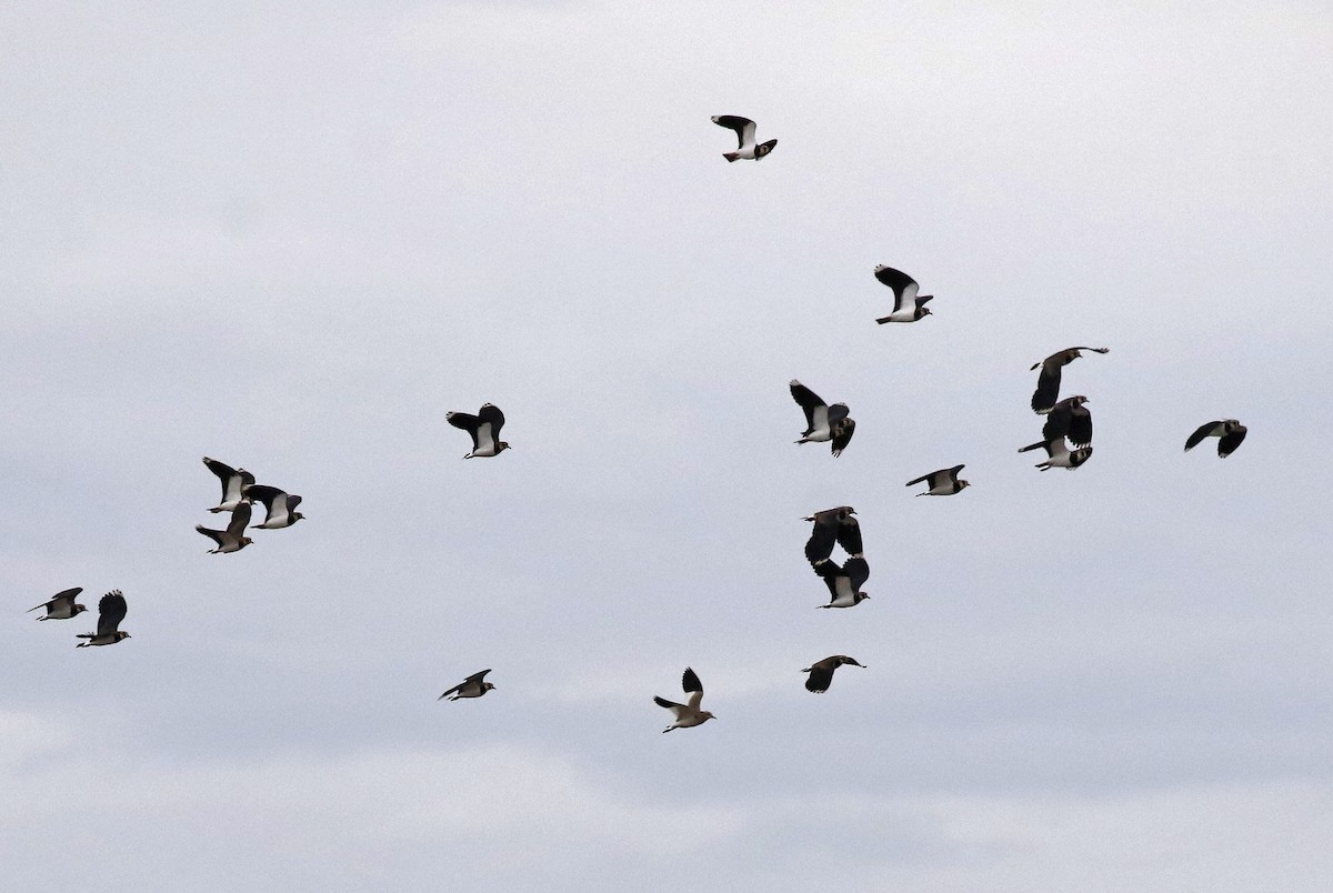 Sürmeli Kızkuşu - ML646351781