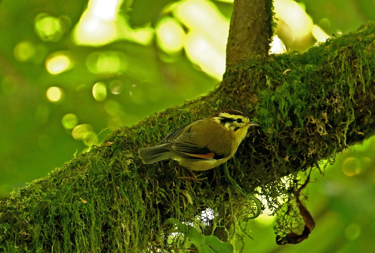 Kızıl Kanatlı Fulvetta - ML646351786