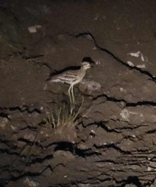 Hint Kocagözü - ML646351788