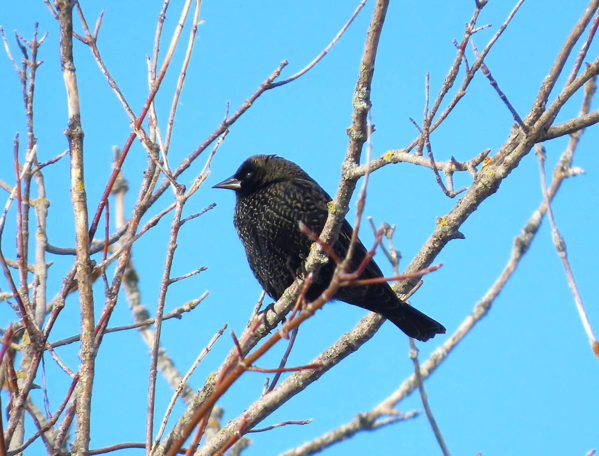 Al Kanatlı Karatavuk - ML646351789