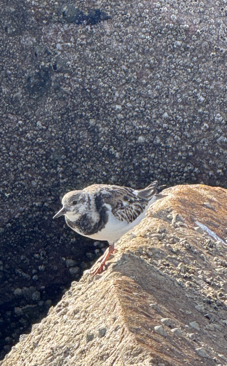 Taşçeviren - ML646351791