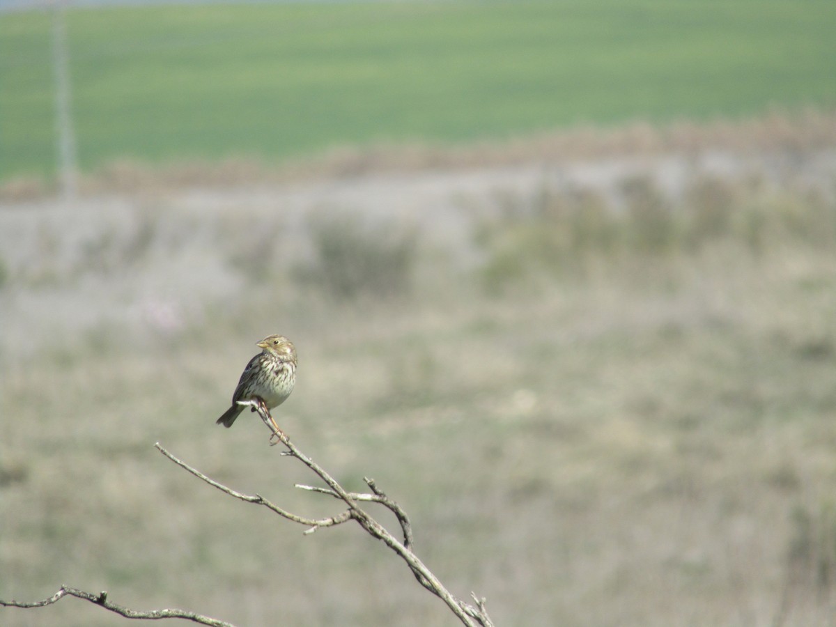 Tarla Çintesi - ML646351792