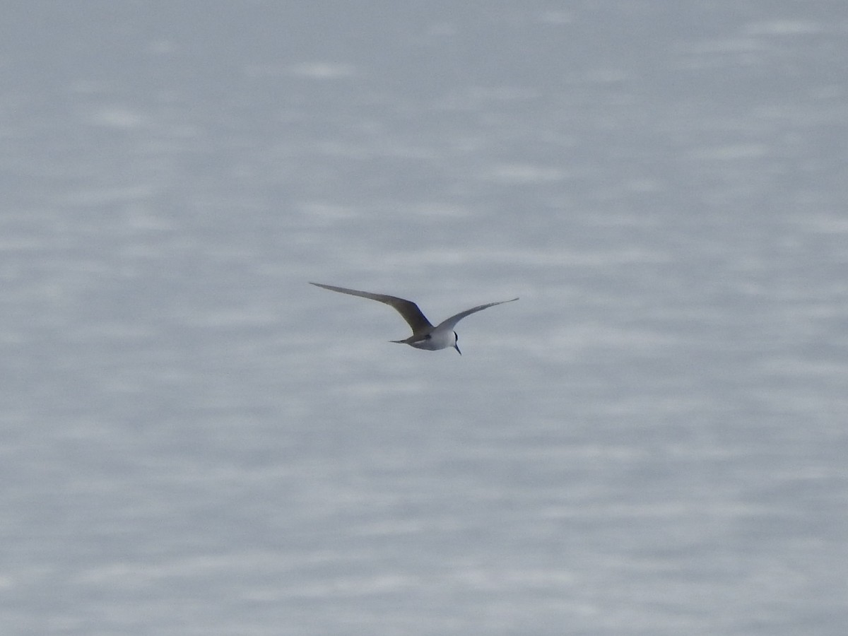 rybák černohřbetý - ML646351794