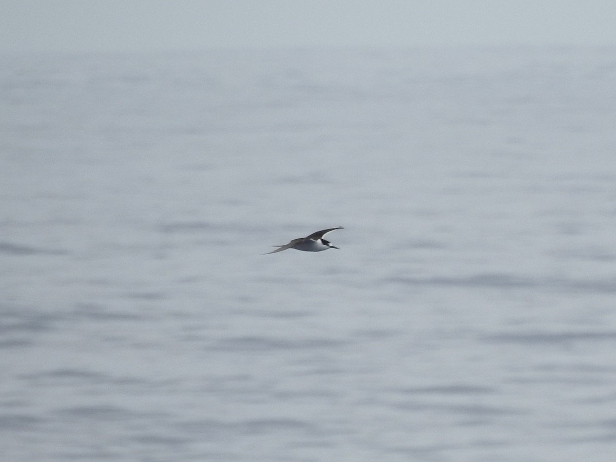 rybák černohřbetý - ML646351795