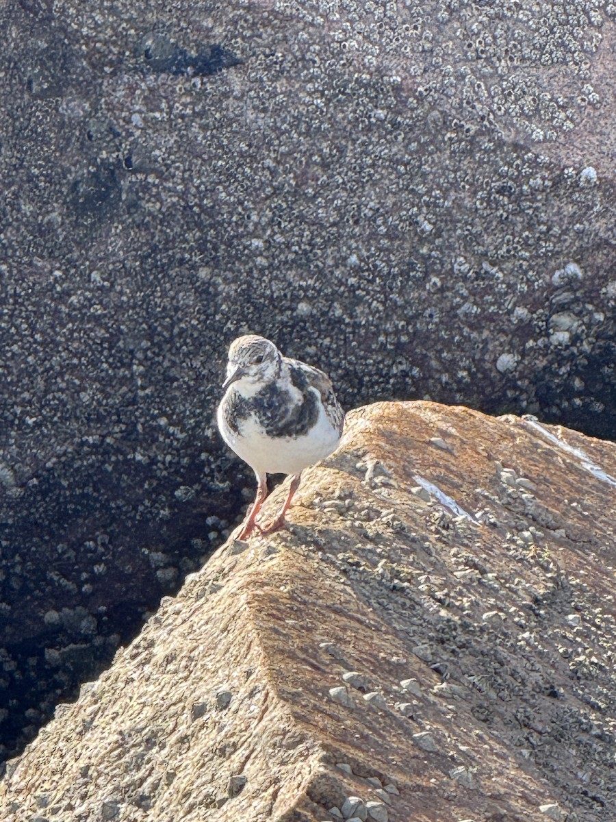 Taşçeviren - ML646351797