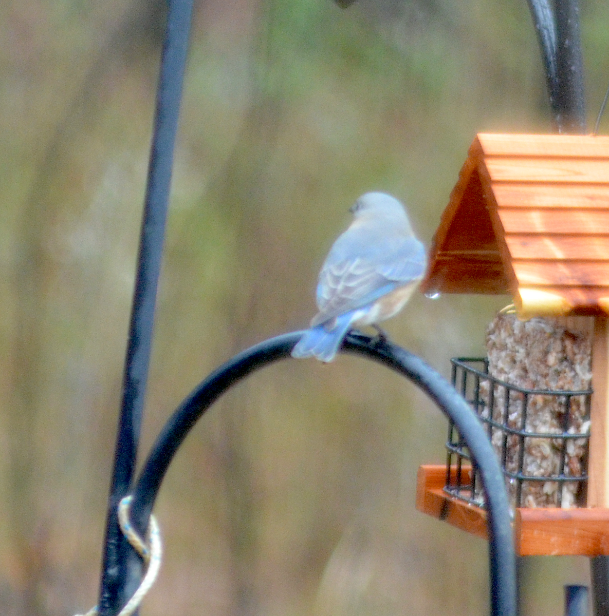 Eastern Bluebird - ML646351801